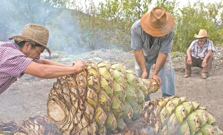 Saquean 2 toneladas de maguey de la Reserva de la Biósfera de Tehuacán