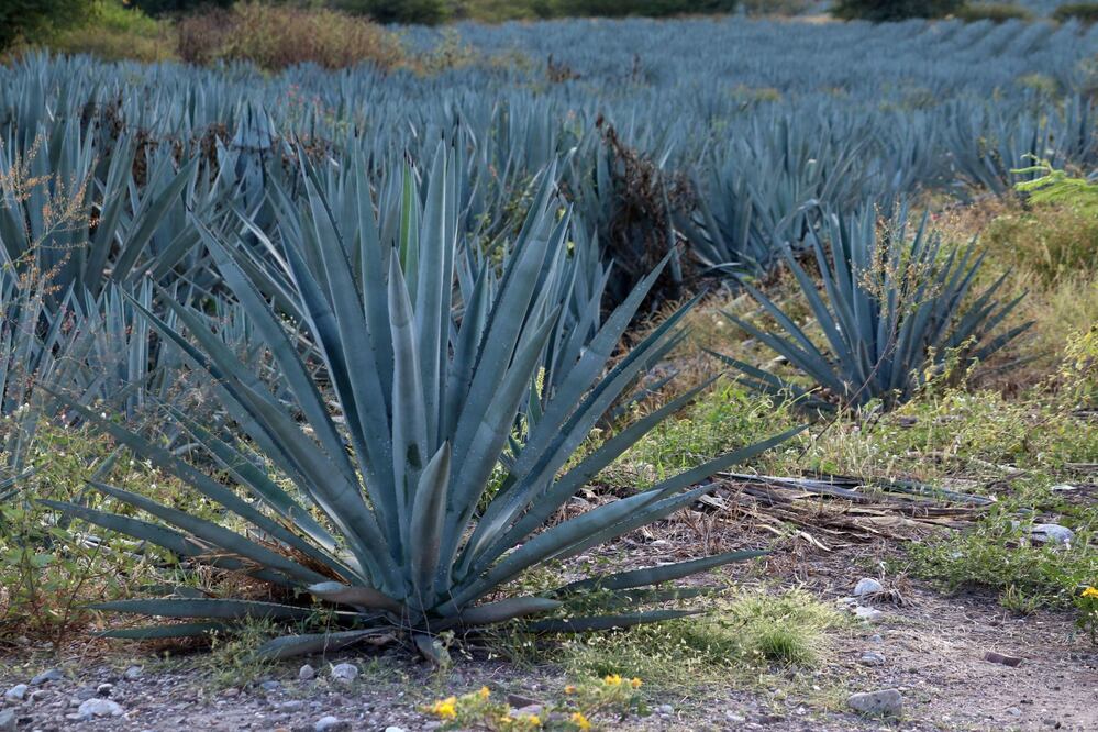 Un total de 18 mezcales poblanos competirán en el concurso. Foto: Cuartoscuro