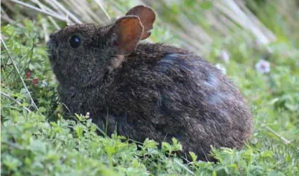 Teporingo. Créditos Ecología Verde