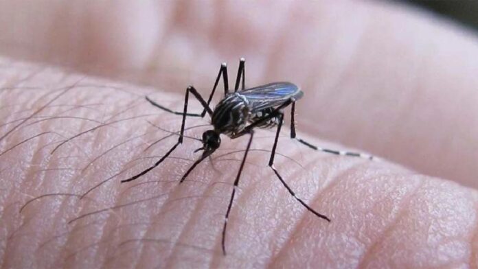 Los síntomas del dengue pueden variar dependiendo de la persona y salud física y de la gravedad de la enfermedad viral.

Foto: Producción El Universal Puebla