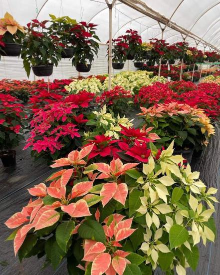 Venta de flor de nochebuena repunta en Atlixco
