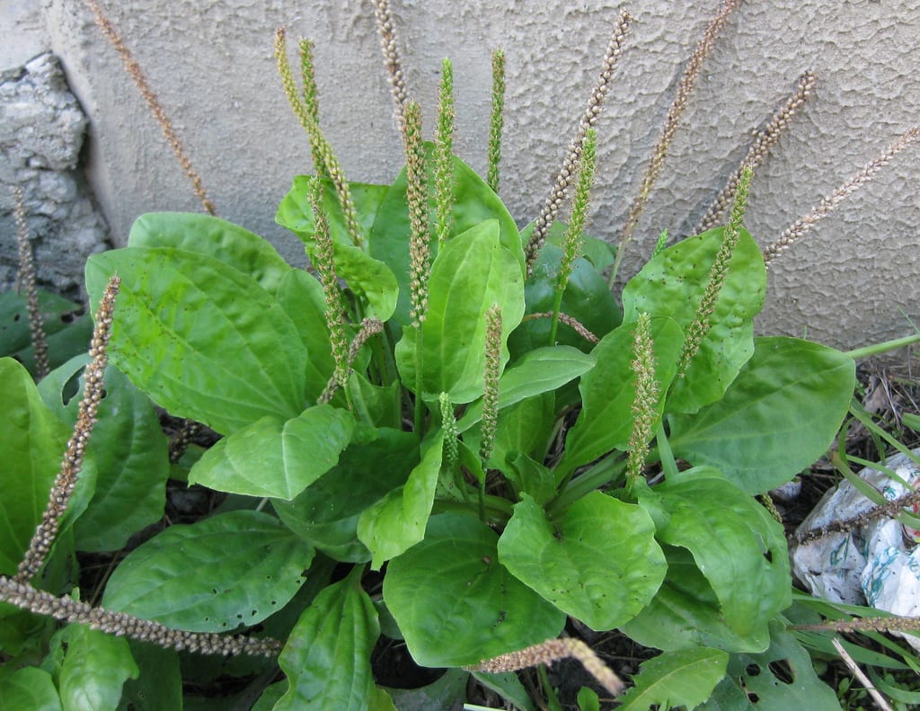Esta planta tiene hojas grandes, anchas, dispuestas en forma de roseta, de color verde y con una textura rugosa. 

Foto: Producción El Universal Puebla