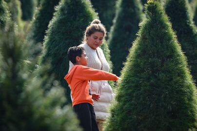 Dónde conseguir los mejores árboles de Navidad naturales en Puebla