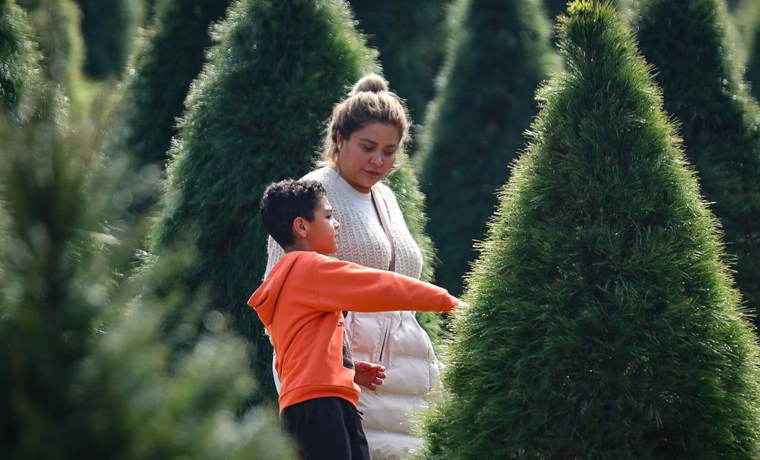 En Puebla hay varios lugares para cortar tu propio árbol de Navidad natural | Foto: EsImagen