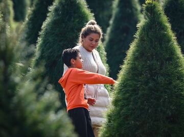 Dónde conseguir los mejores árboles de Navidad naturales en Puebla