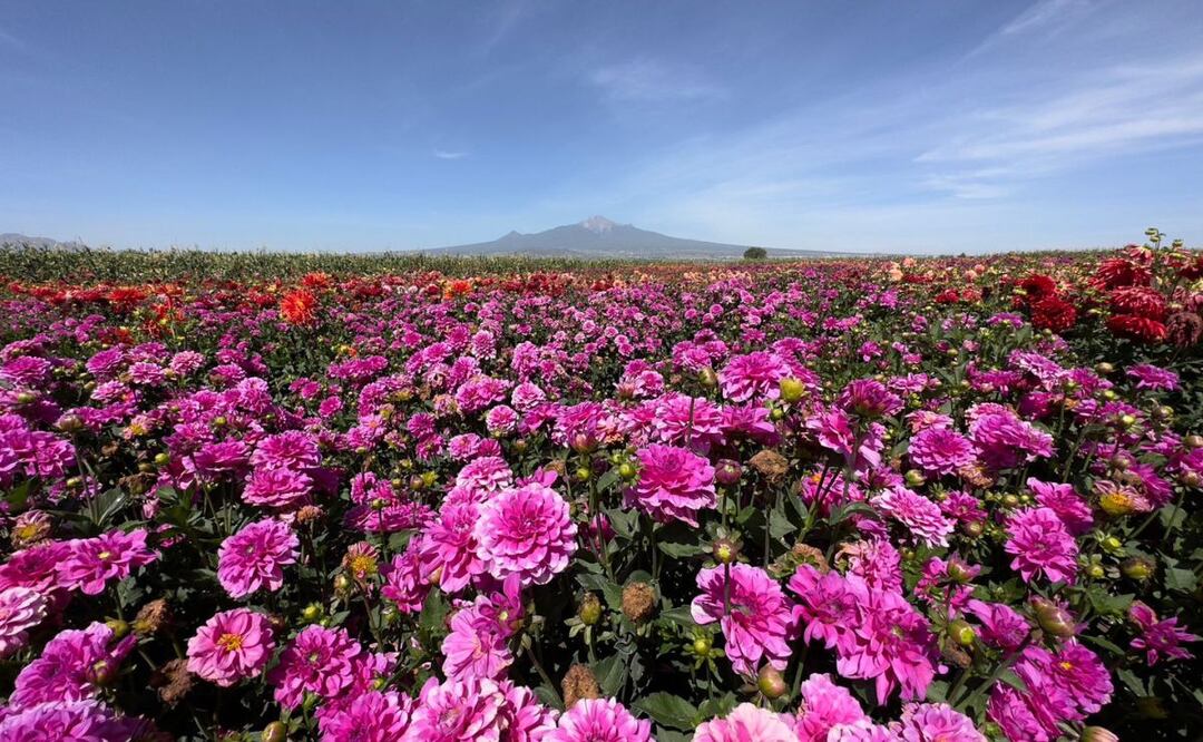 En el estado de Puebla hay varios lugares donde el principal atractivo son las flores | Foto: Agencia Es Imagen para El Universal Puebla