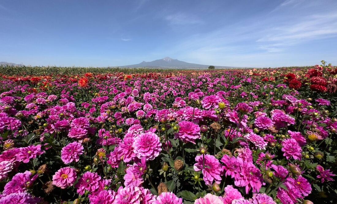 En el estado de Puebla hay varios lugares donde el principal atractivo son las flores | Foto: Agencia Es Imagen para El Universal Puebla