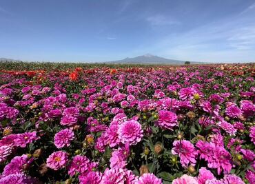 Cuatro paraísos florales cerca de Puebla que te harán suspirar