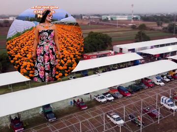 Cómo llegar al Mercado de Flores para comprar flor de cempasúchil en Puebla