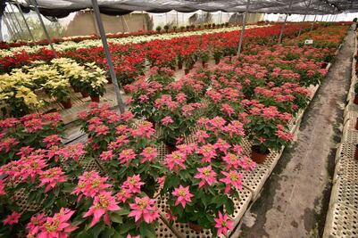 Puebla, el tercer productor de flor de nochebuena en México
