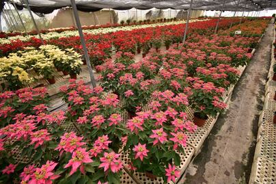 Puebla, el tercer productor de flor de nochebuena en México