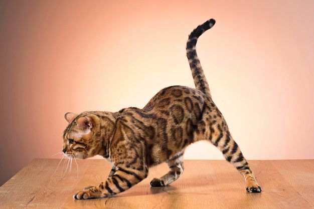 Descifrando el lenguaje de la cola de los gatos. Fuente: Freepik.