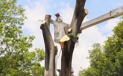 Árboles de la 5 de Mayo tienen 45 años de historia