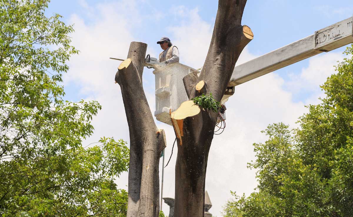 Árboles de la 5 de Mayo tienen 45 años de historia