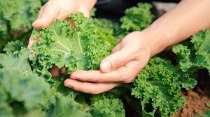 Beneficios para la salud de la Col Rizada. Fuente: Freepik.