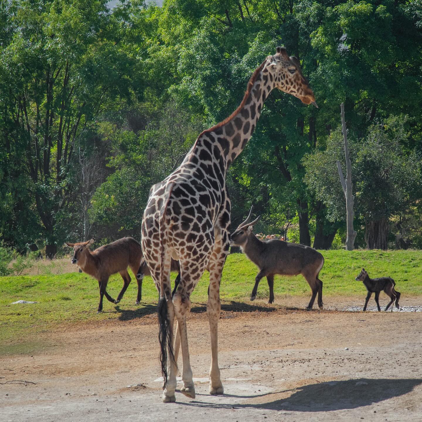 Foto: Facebook Africam Safari