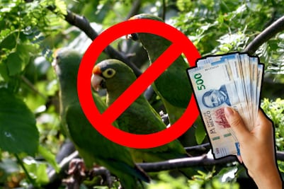 De cuánto es la multa por tener un loro o perico en casa