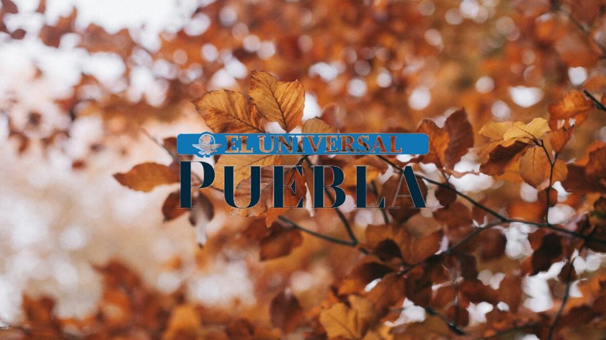 Durante el otoño, estas hojas se tiñen de tonos amarillentos o marrones antes de caer al suelo una vez que se secan.
Foto: Producción El Universal Puebla