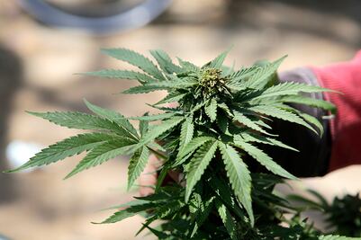 ¿Ansiedad por la pandemia? La marihuana tiene nutrientes que te pueden ayudar