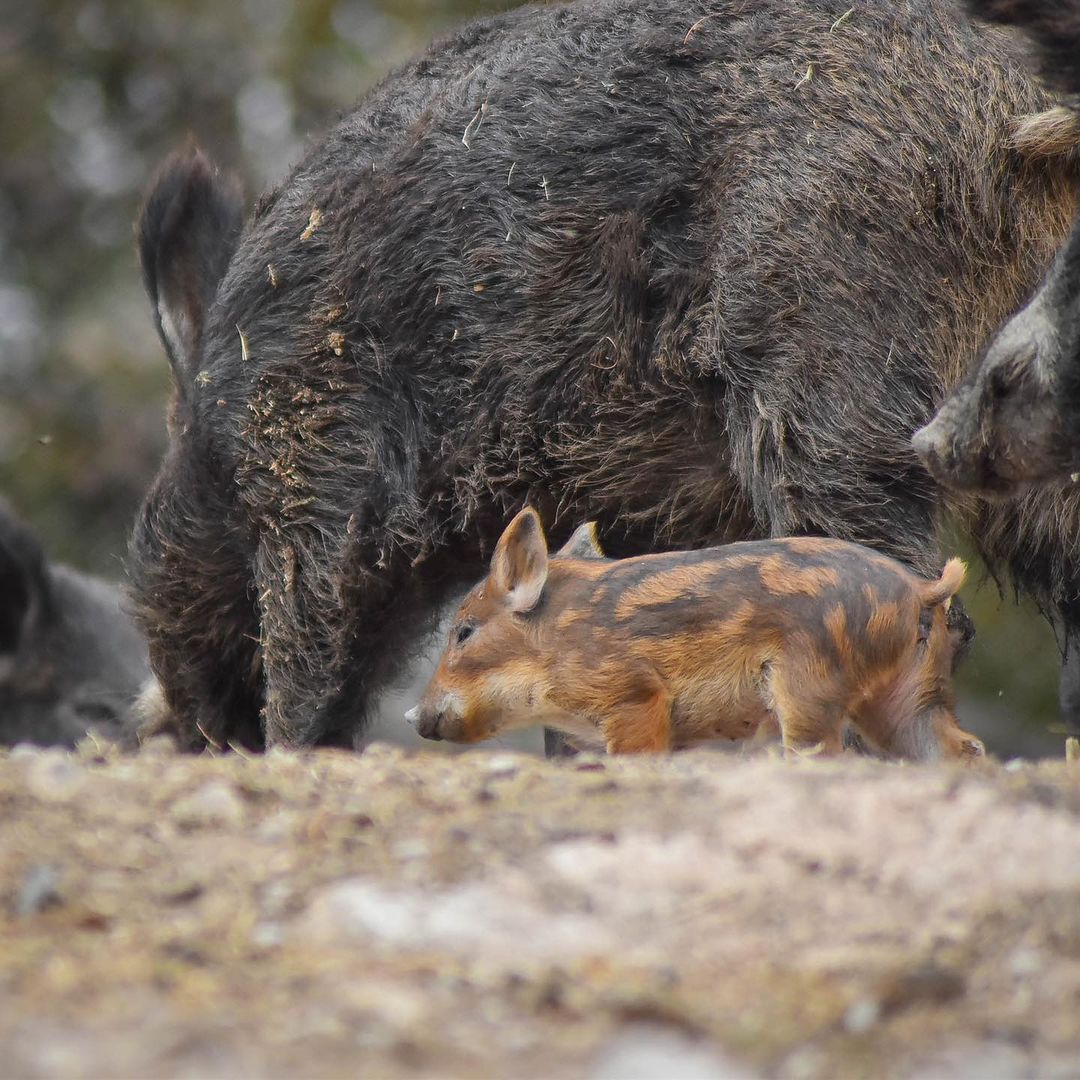 Foto: Africam Safari