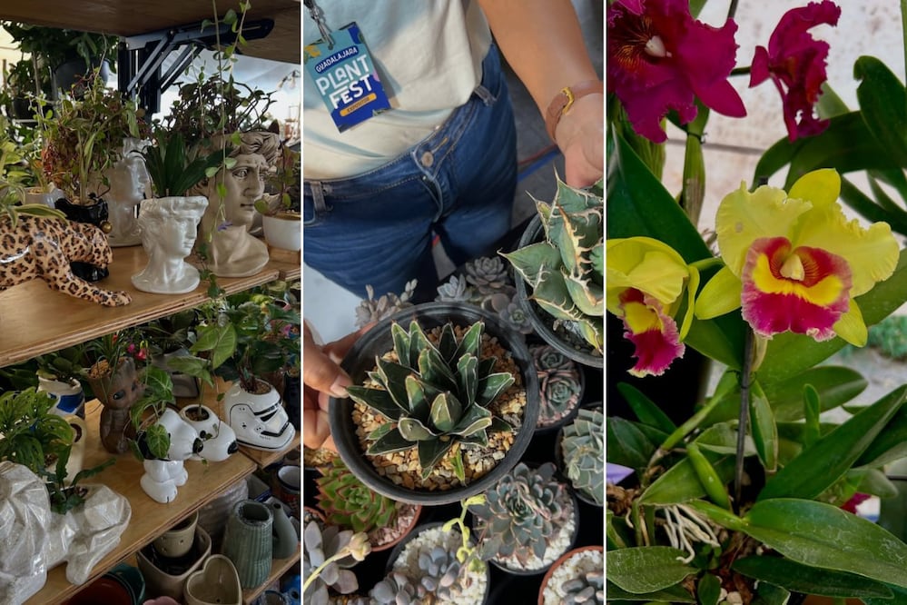 Plant Fest Puebla 2026 reunirá a más de 50 expositores con plantas, macetas y productos para jardinería | Foto: FB Plant Fest