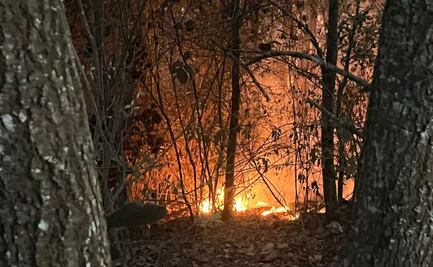 ¡Cifras alarmantes! Incendios forestales han arrasado con más de 45 mil árboles en Puebla 