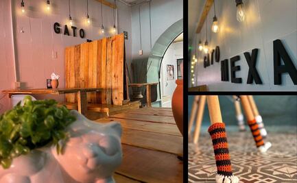 Descubre Gato Mexa, el restaurante temático para amantes de los michis en Puebla