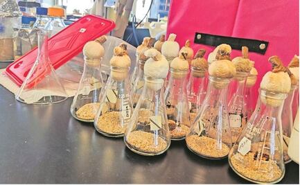 Científicos mexicanos utilizan bacterias para degradar hidrocarburos en el Golfo de México