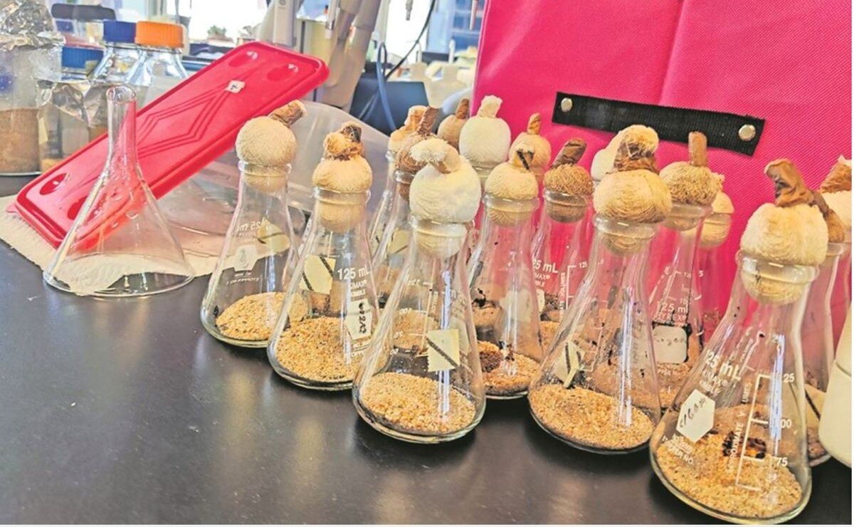 Científicos mexicanos utilizan bacterias para degradar hidrocarburos en el Golfo de México