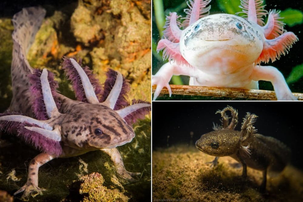 Foto: IG biodiversidad_mexicana /FB Casa del Axolote / FB Acuario Michin
