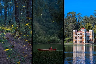 ¿Dónde ver luciérnagas cerca de CDMX? 4 lugares que valen la pena