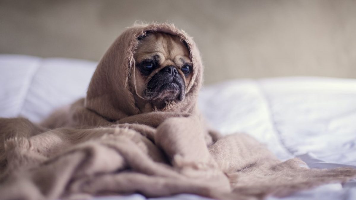 Generalmente, se aconseja bañar a los perros una vez al mes, aunque esto puede variar según su raza, necesidades y estilo de vida. 

Foto: Producción El Universal Puebla