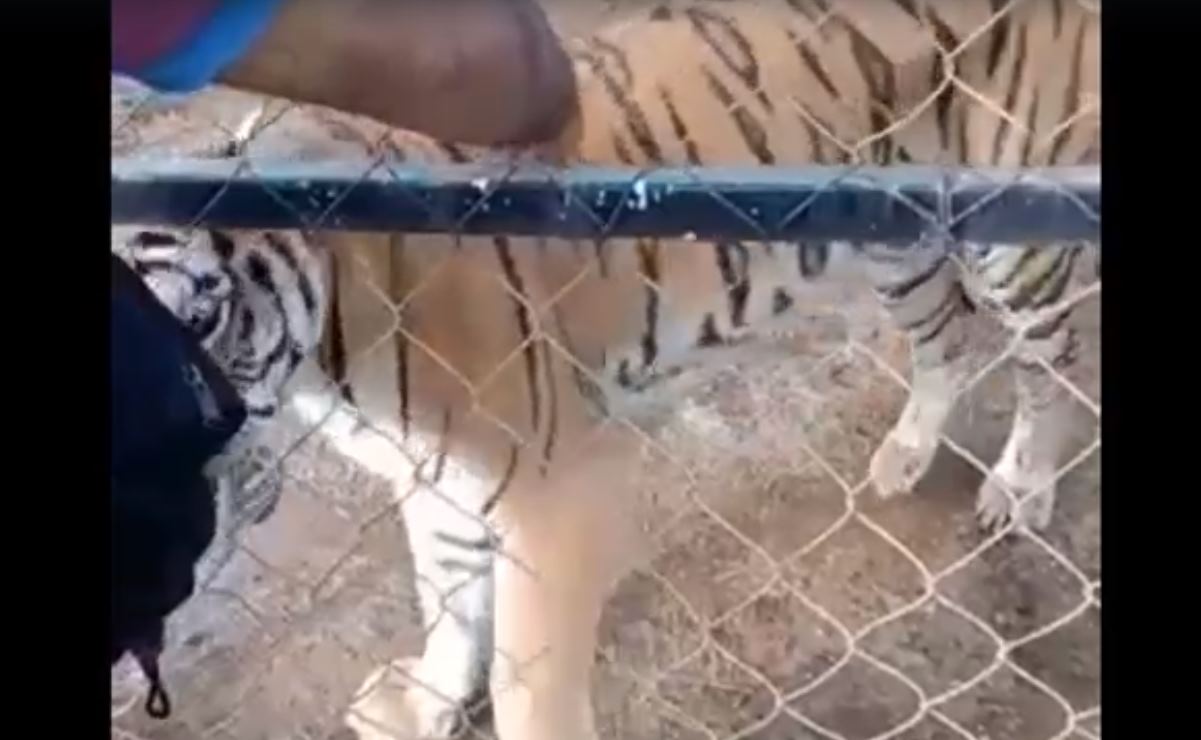 Muere cuidador mordido por un tigre de bengala en Peribán, Michoacán