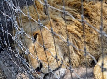 La triste historia de Fleck, el león que se ahorcó en el parque donde vivió Benito