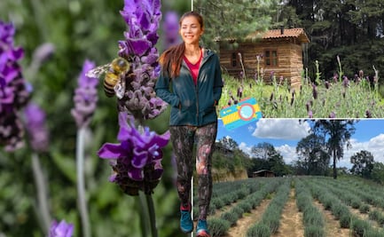 Relájate este verano en los campos de lavanda más bonitos de Puebla