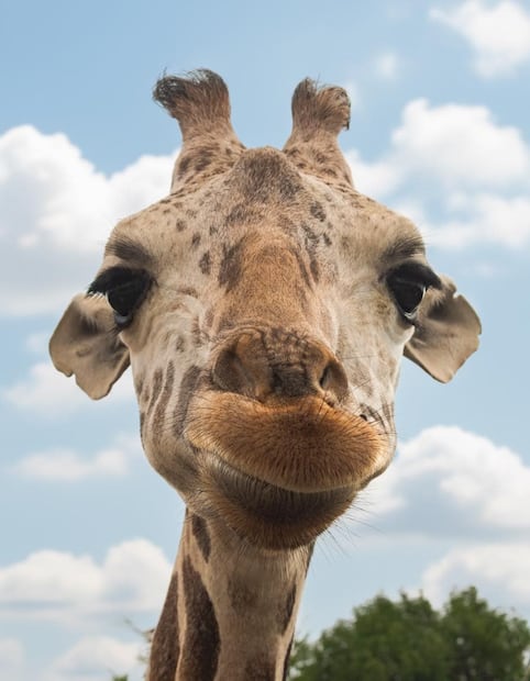 Foto: Facebook Africam Safari