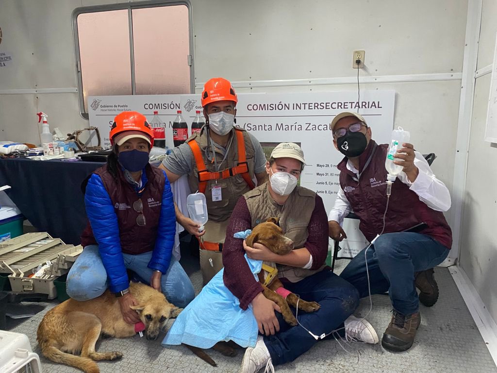 Spike, la perrita mestiza que fue rescatada del socavón de Zacatepec, será puesta en adopción