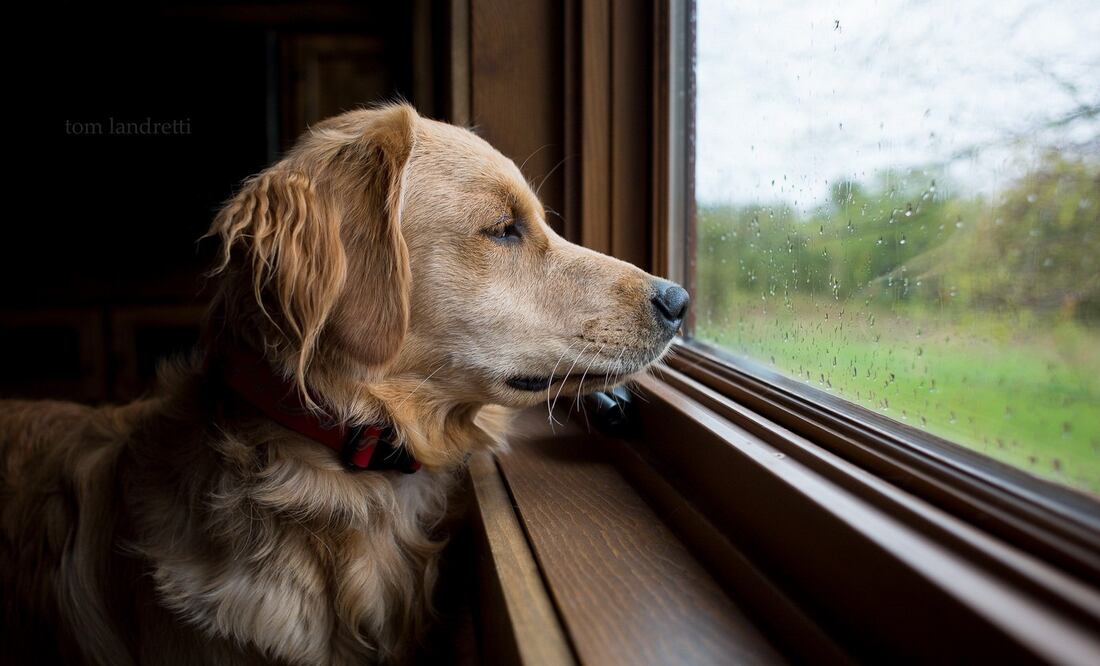 Cada perro es diferente, por lo que es posible que tengas que probar varias técnicas para encontrar la que mejor funcione para calmar a tu perro durante tormentas con truenos y relámpagos.
Foto: Producción El Universal Puebla