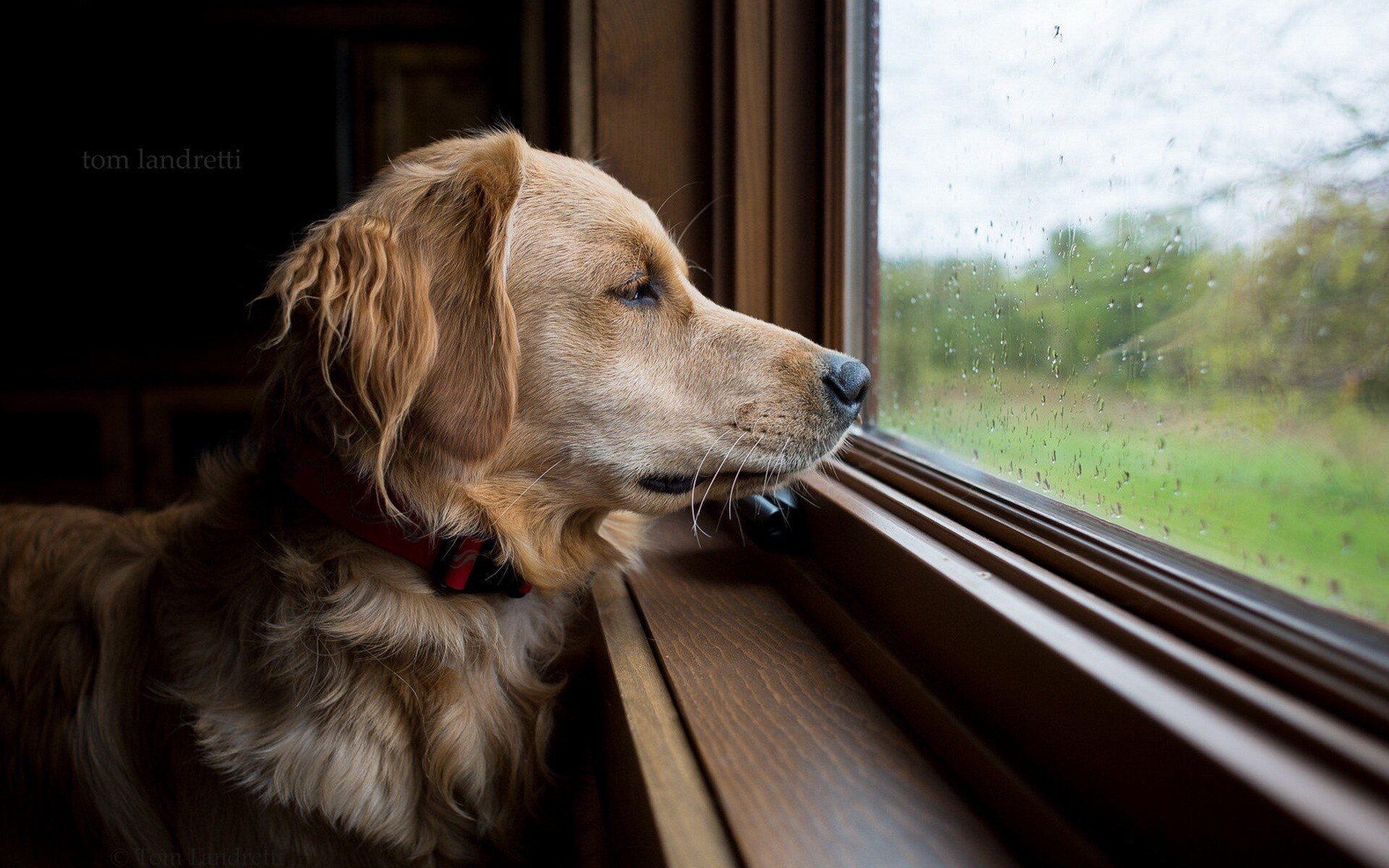 ¿Cómo calmar a los perros cuando llueve?