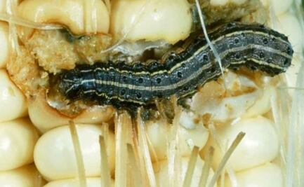 Plagas amenazan los cultivos de Puebla, estas son las repercusiones