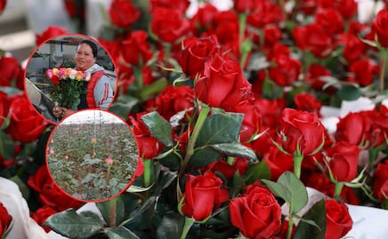 En esta comunidad de Puebla se cosechan las mejores rosas para el Día del Amor y la Amistad