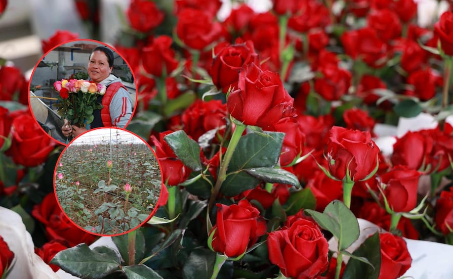 En esta comunidad de Puebla se cosechan las mejores rosas para el Día del Amor y la Amistad