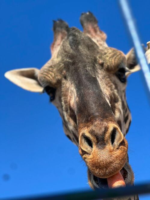 Benito ahora tiene un hogar y una familia en Africam Safari | Foto: Facebook Salvemos a Benito