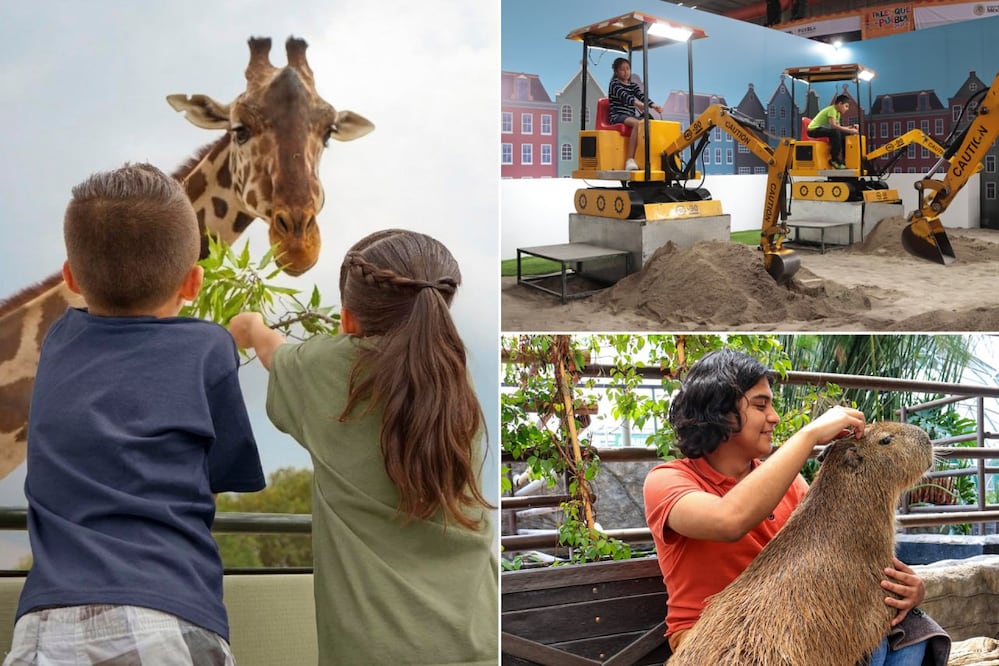 La oferta de entretenimiento para el Día del Niño en Puebla permite festejar sin gastar demasiado | Foto: FB Africam Safari﻿ / EsImagen / Acuario Michin Puebla