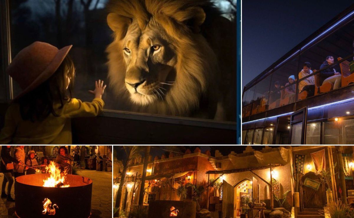 El Safari Nocturno inicia entre los días 27 y 29 de diciembre I Foto:Especial