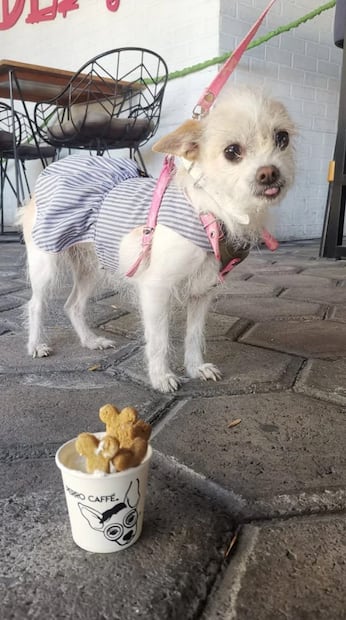 Perro Café | Foto: Google Maps