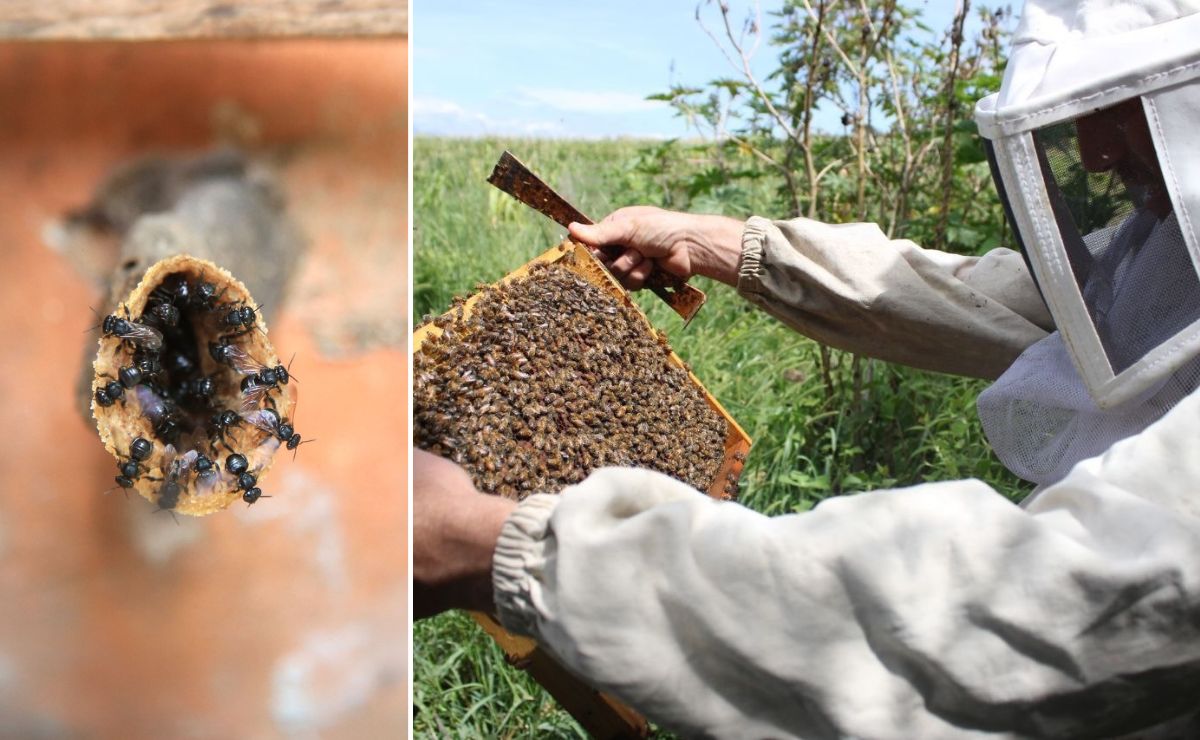 Productores de miel de la abeja melipona dicen que el clima está afectando la producción | Foto: Agencia Es Imagen para El Universal Puebla