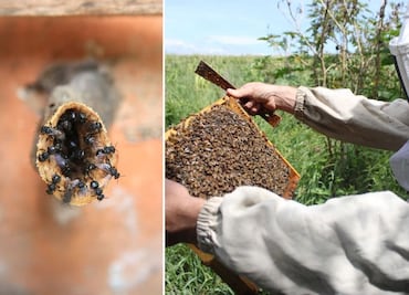Puebla produce una miel única y llena de propiedades medicinales