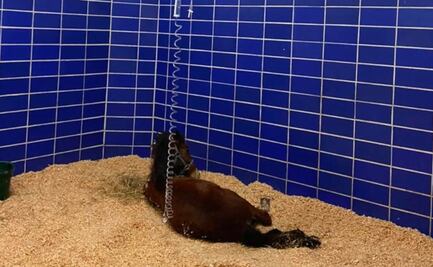 Animalistas exigen que ya se penalice la zoofilia en Puebla