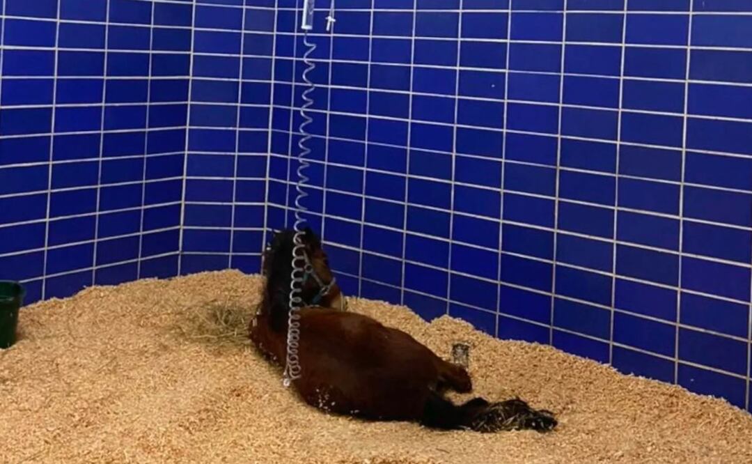 Tras análisis médicos se sabe que la yegua Mila fue abusada sexualmente | Foto: Redes Sociales